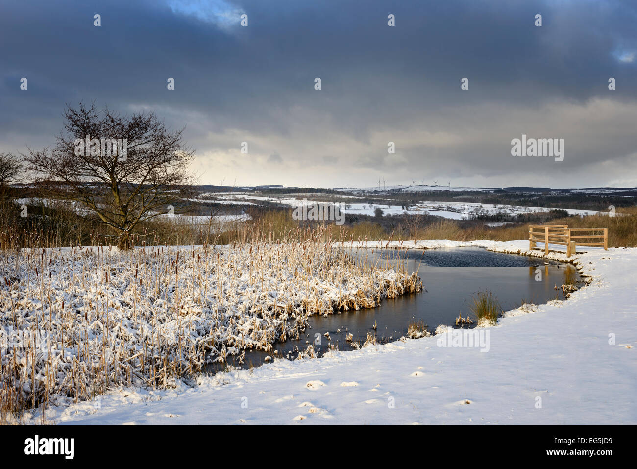 Pond in Winter Stock Photo Alamy