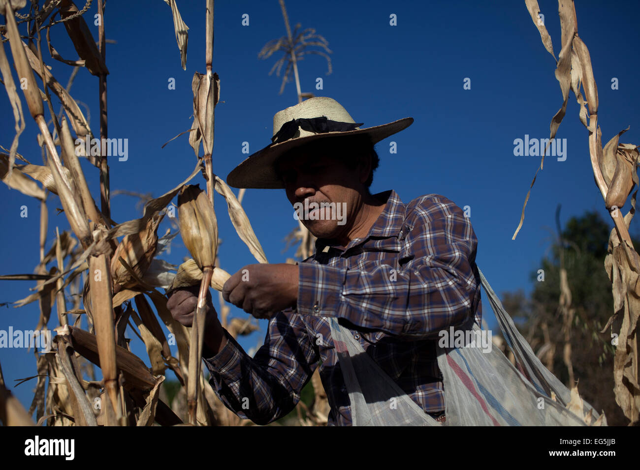 Tomas Villanueva Buendia 'Tomaicito' who works to protect and rescue the original varieties of his nation´s corn harvesting Stock Photo