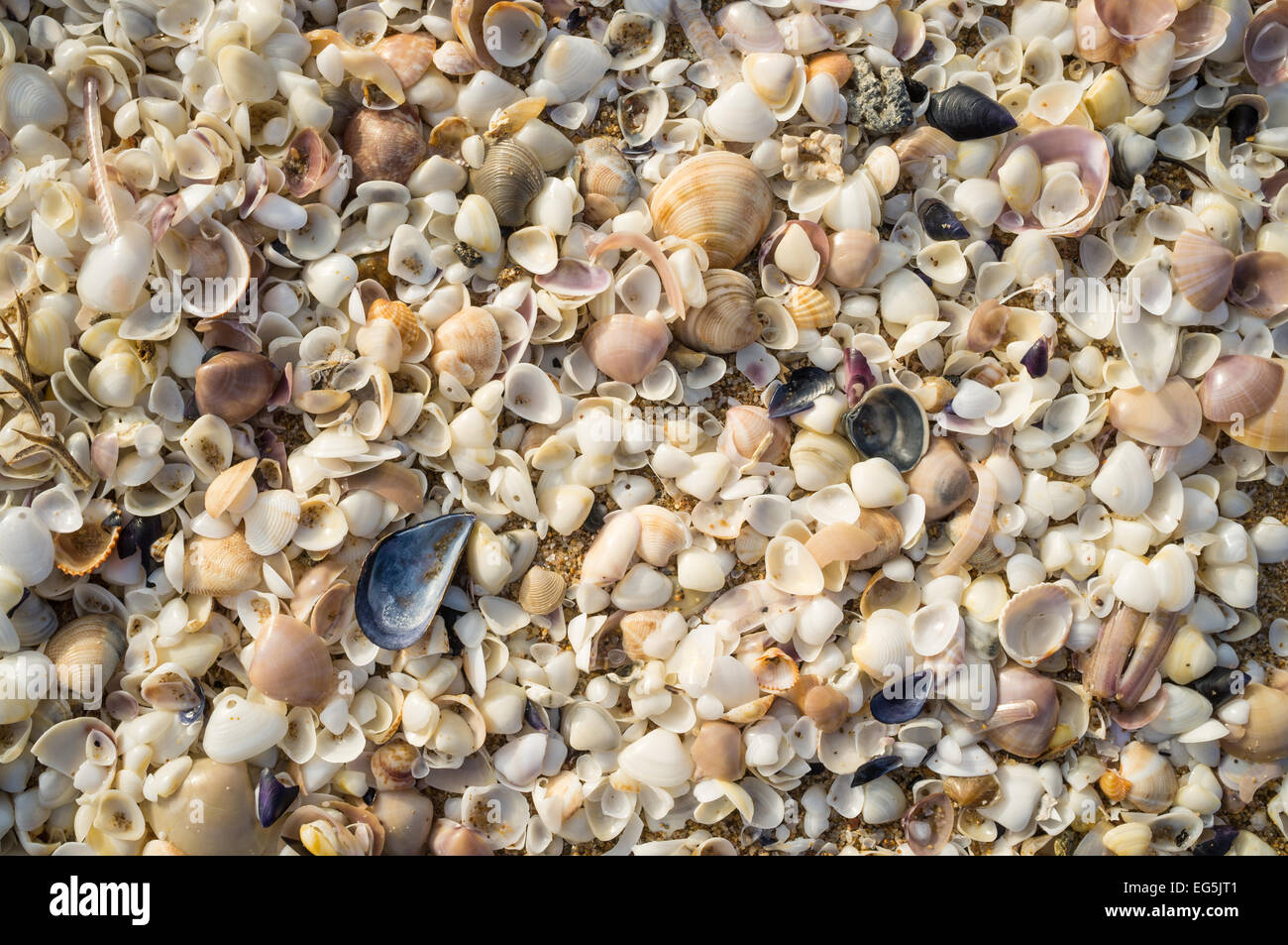 All sorts of small shells on beach sand Stock Photo - Alamy