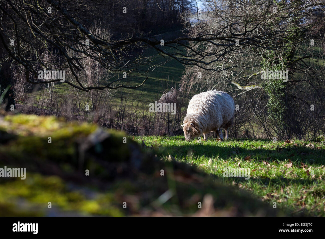 hill farming,sheep, sheep, farming fields, group of animals, sheep farm