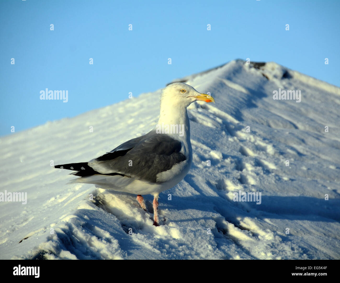 A European herring gull standing on a snow covered roof. Stock Photo