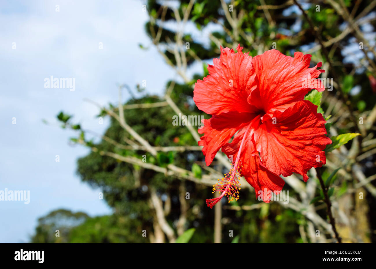 Hibiscus rosa sinensis hi-res stock photography and images - Alamy