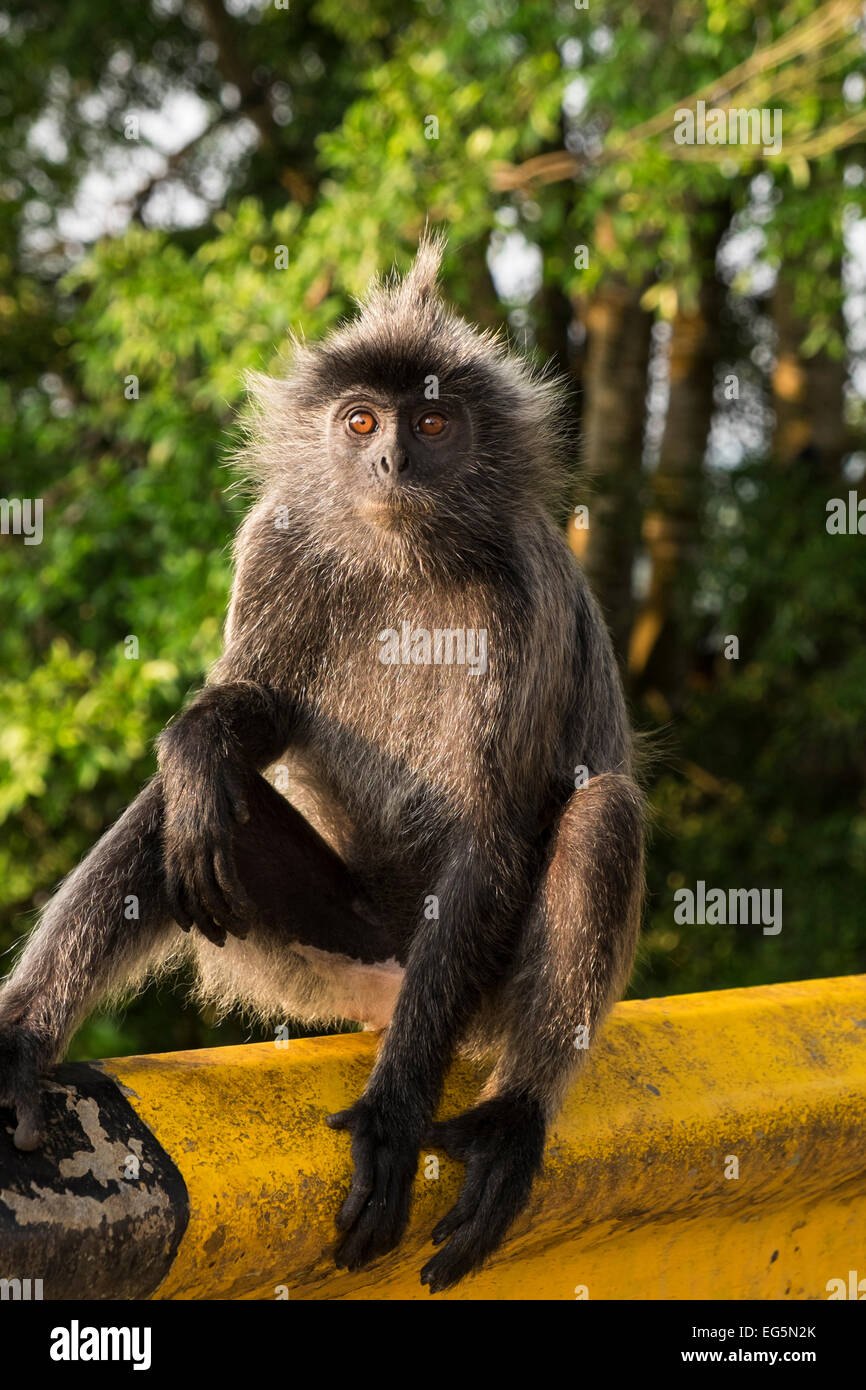 Silver Leafed Monkeys in Bukit Melawati, Kuala Selangor, Malaysia Stock Photo