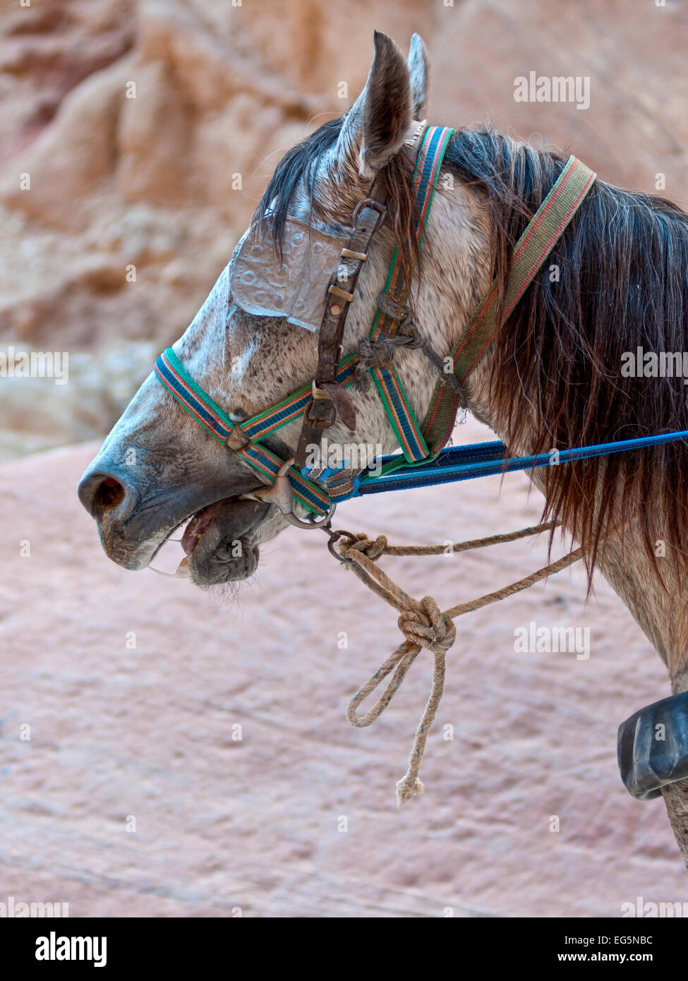 Close up of a horse with blinkers Stock Photo Alamy