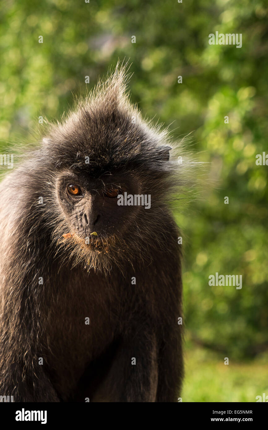 Silver Leafed Monkeys in Bukit Melawati, Kuala Selangor, Malaysia Stock Photo