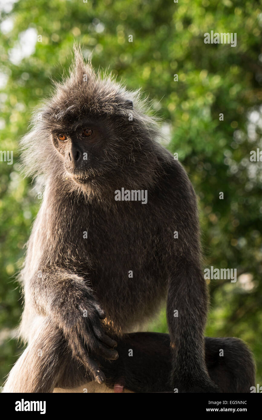 Silver Leafed Monkeys in Bukit Melawati, Kuala Selangor, Malaysia Stock Photo