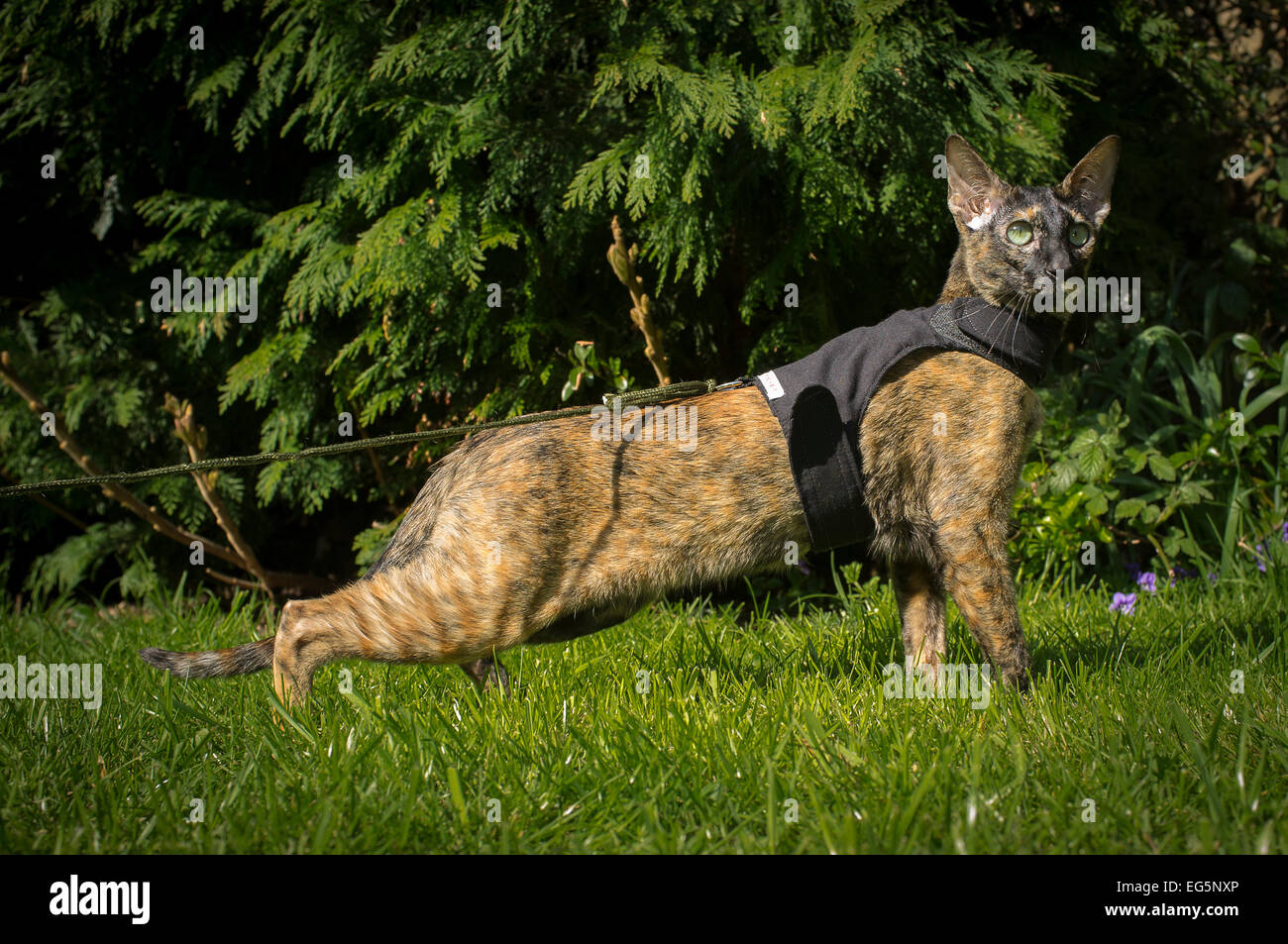 Leash and harness hi-res stock photography and images - Alamy