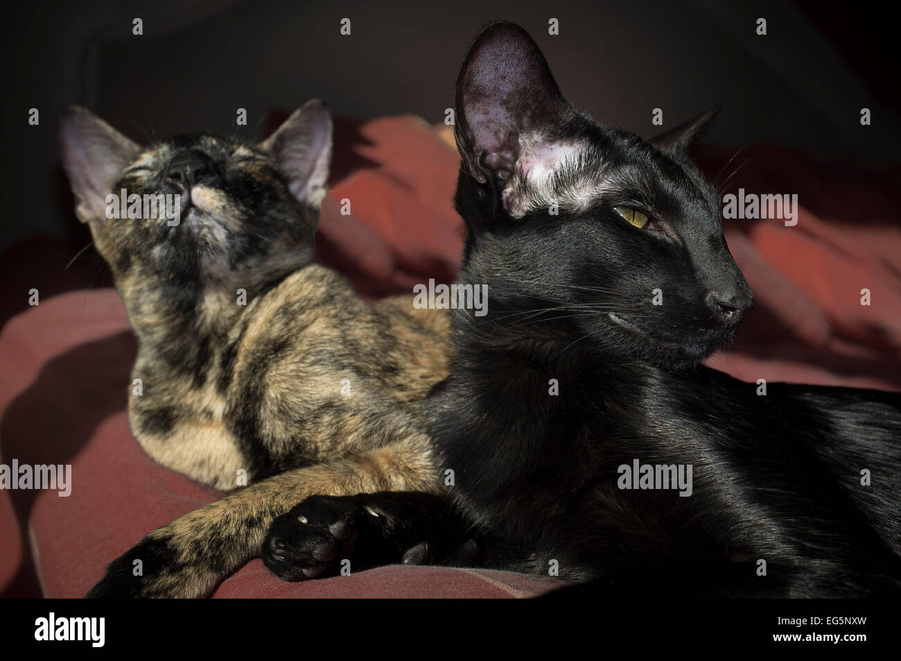 Two oriental cats relaxing on their bed. Stock Photo