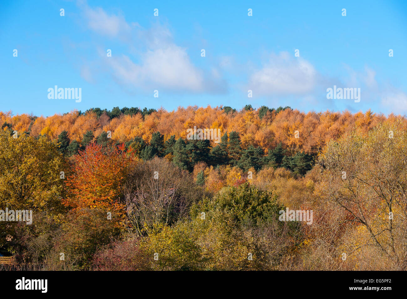 Stunning view of trees in in autumn in England. Stock Photo