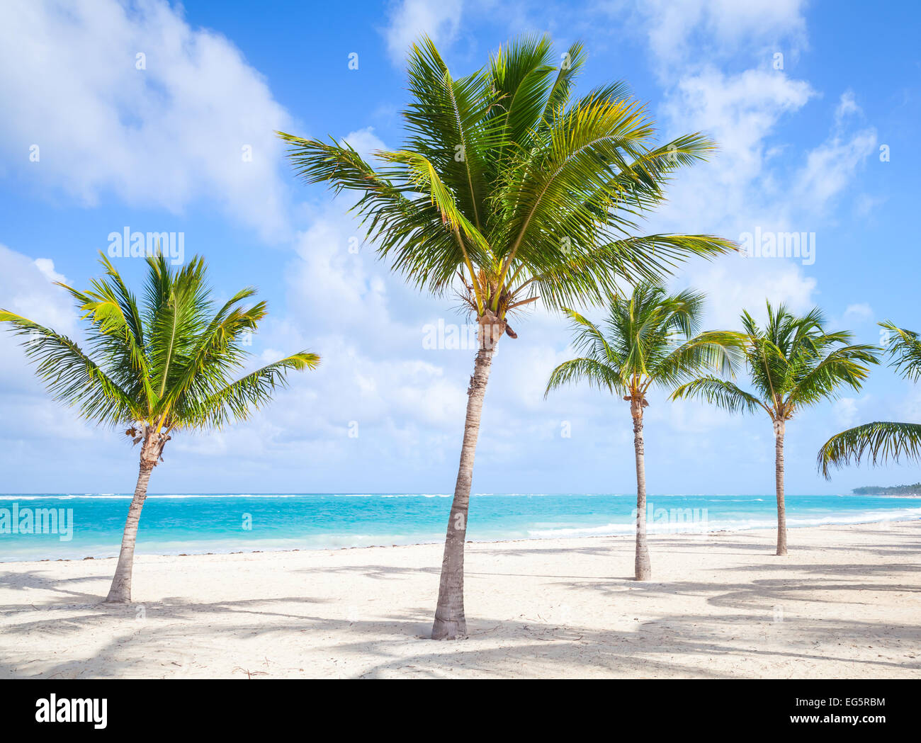 Palm trees grow on empty sandy beach. Coast of Atlantic ocean, Dominican republic Stock Photo