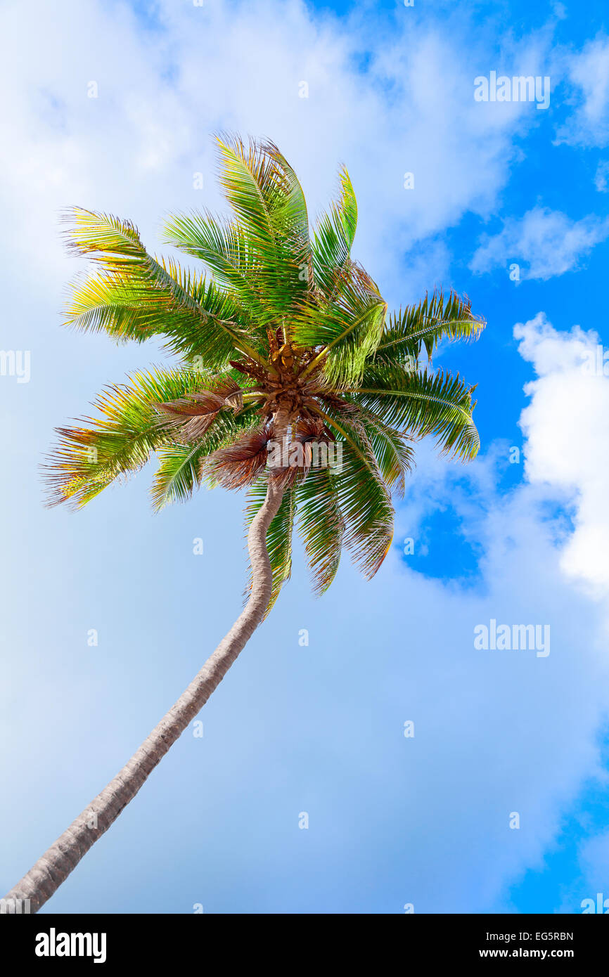Coconut palm tree over bright cloudy blue sky Stock Photo