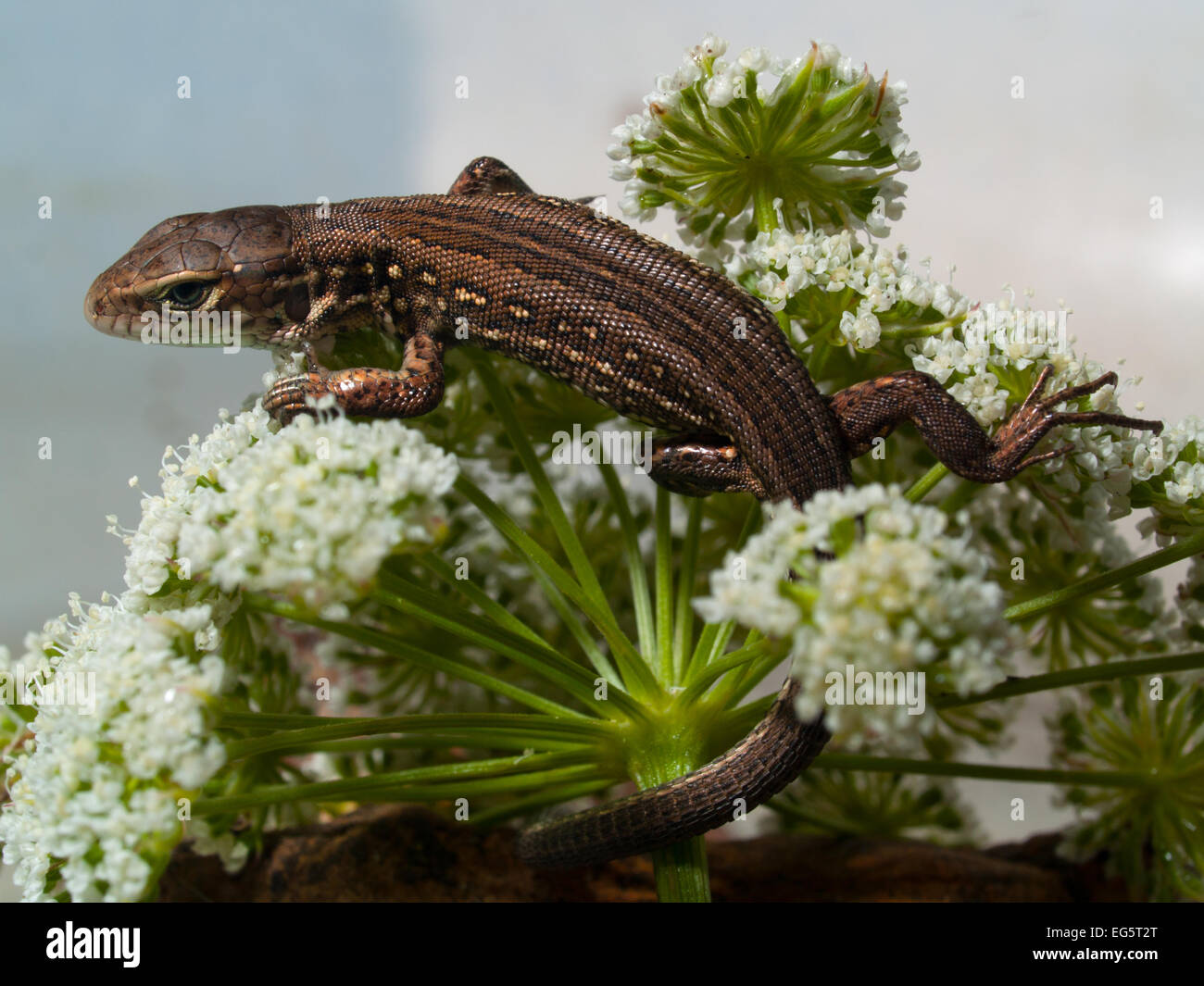 lizard on inflorescence(Carum carvi) horizontal light background (Lacepta agilis exigna) Stock Photo
