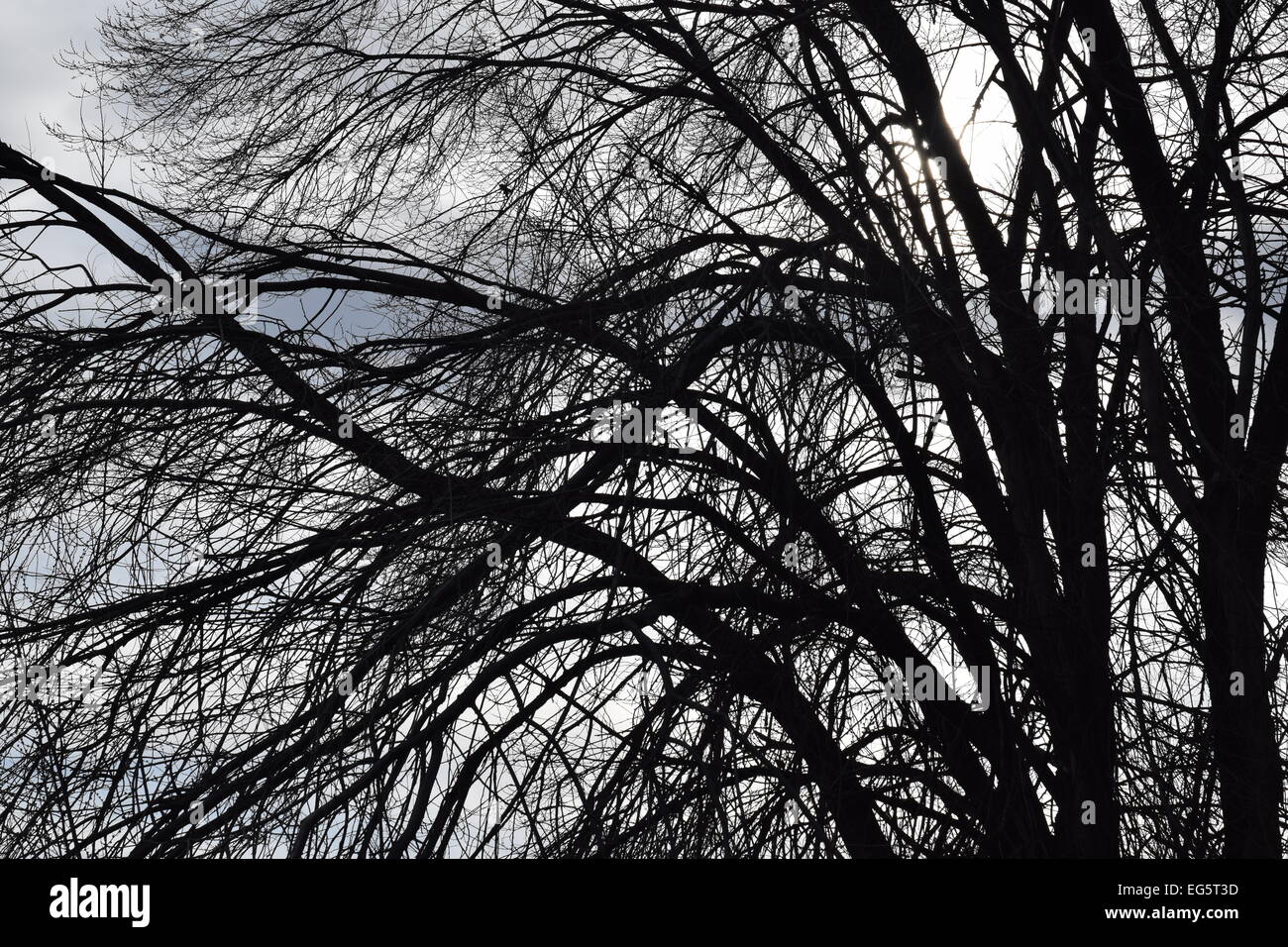 Winter tree branches silhouette hi-res stock photography and images - Alamy