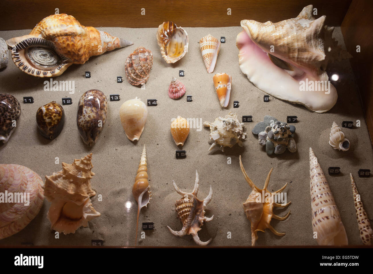 Sea shells collection in Natural History Museum Rotterdam in Holland, Netherlands. Stock Photo