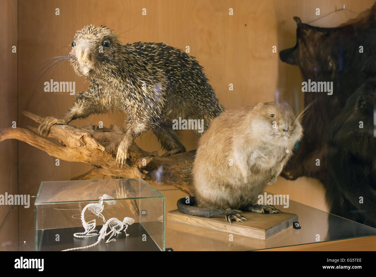 Biodiversity - species collection exhibition in Natural History Museum Rotterdam in Holland, Netherlands. Stock Photo