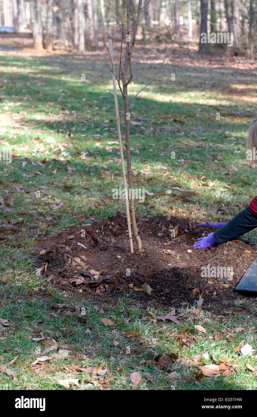 mulching a tree and forming a bowl , catch basin Stock Photo