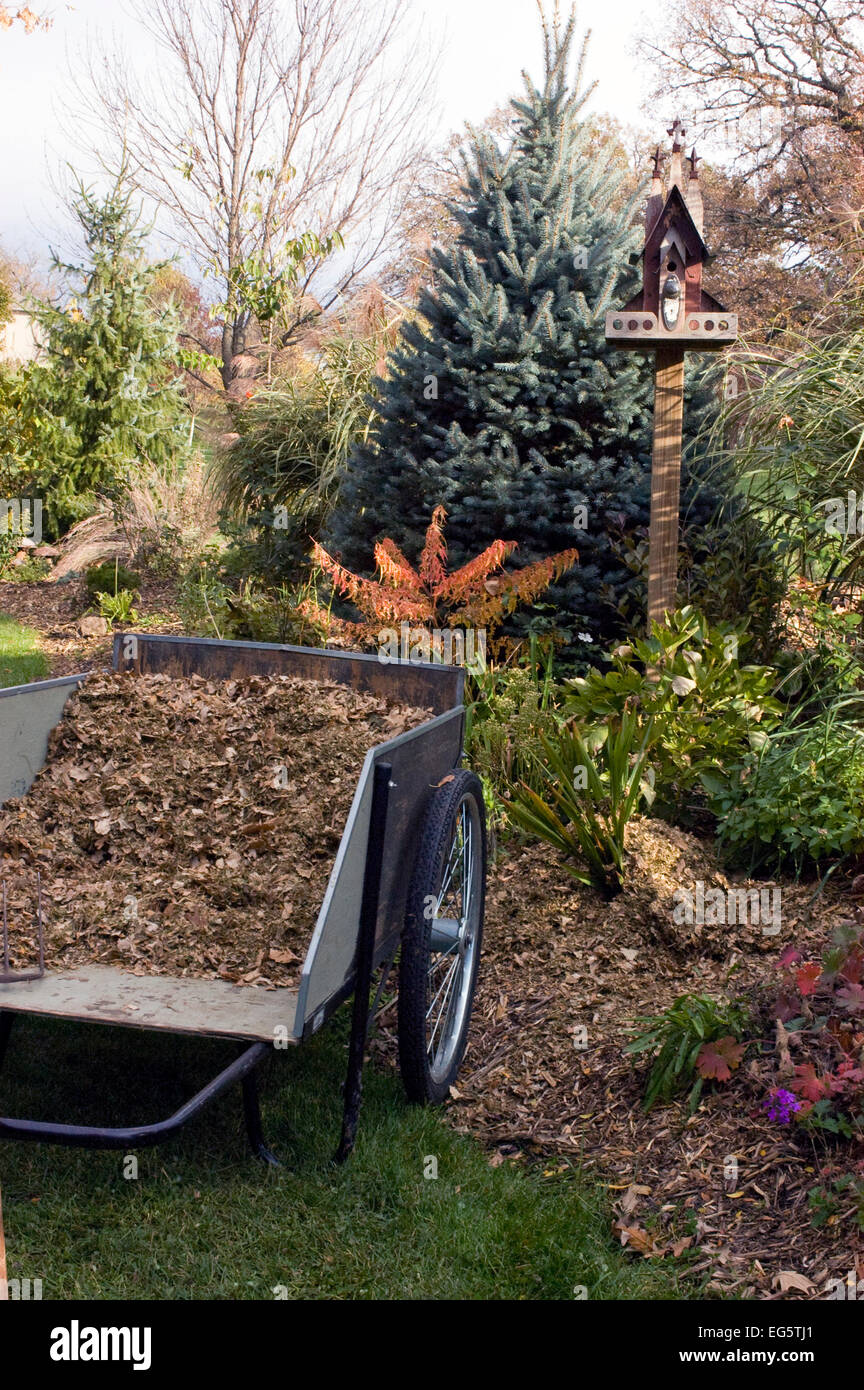 leaf mulch in a garden cart for garden top dressing Stock Photo Alamy