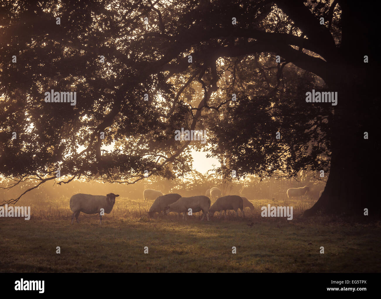 Grazing under the tree - An early autumn morning sees a small flock of ...