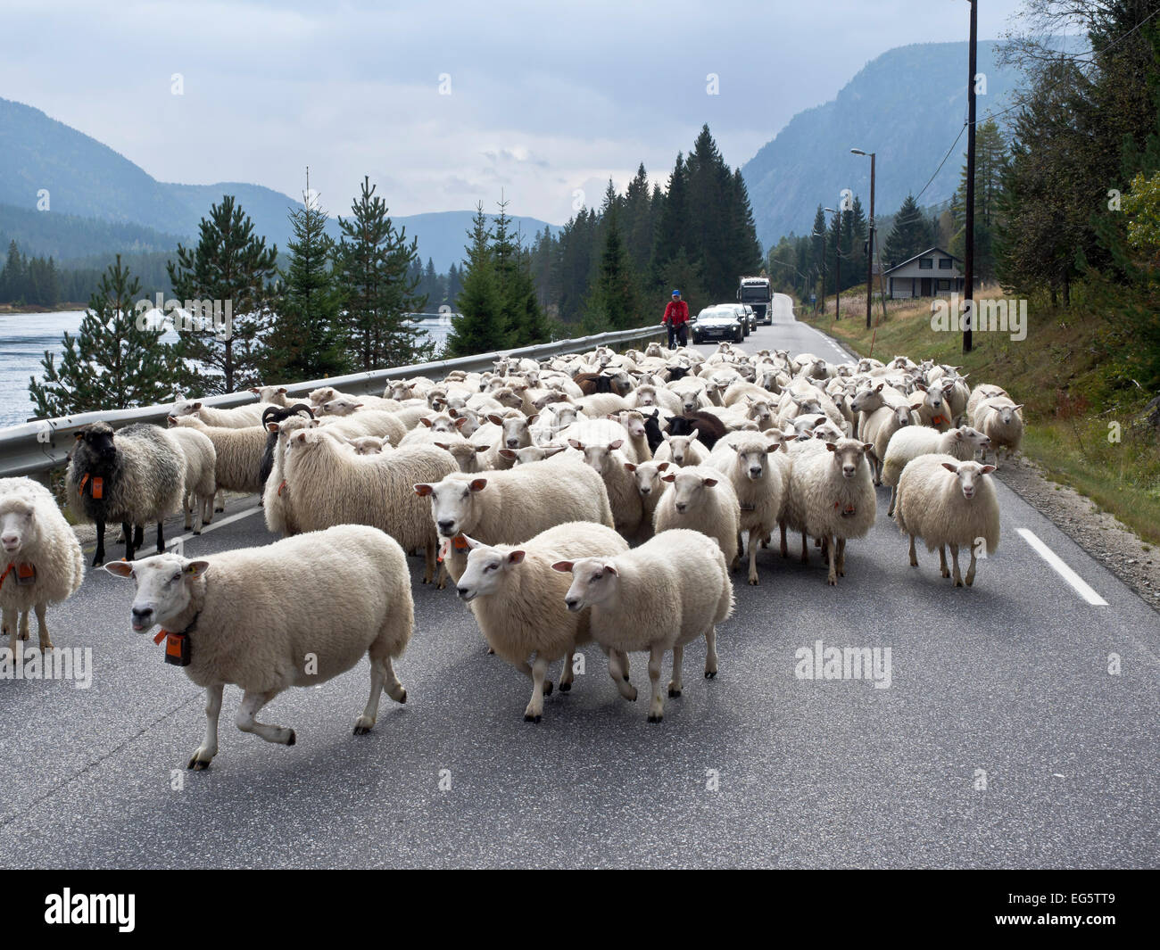 Flock of sheep blocking the road, valley Setesdal near Bykle, Aust-Agder, Norway Stock Photo