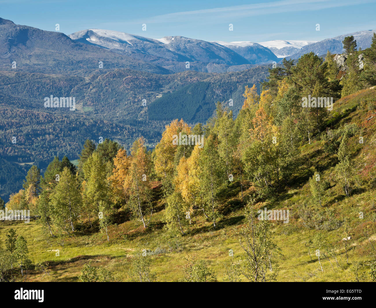 Half way up mount Molden, view towards north over colorful trees, glacier Jostedalsbre in the background Stock Photo