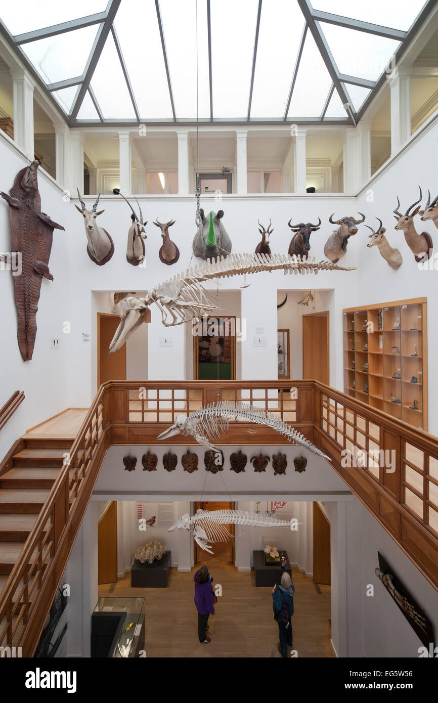 Hall and staircase with animal busts in Natural History Museum Rotterdam in Holland, Netherlands. Stock Photo