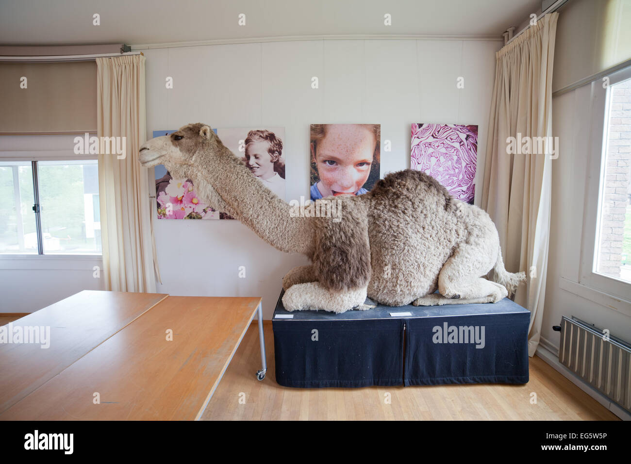 Camel in Natural History Museum Rotterdam in Holland, Netherlands. Stock Photo