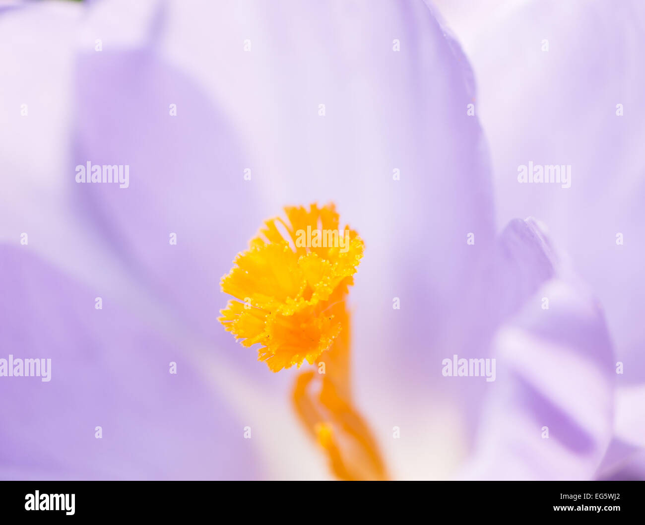 Pistil of a purple crocus blossom Stock Photo