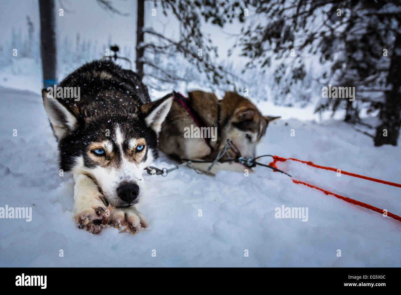 Huskies in Finland Stock Photo Alamy