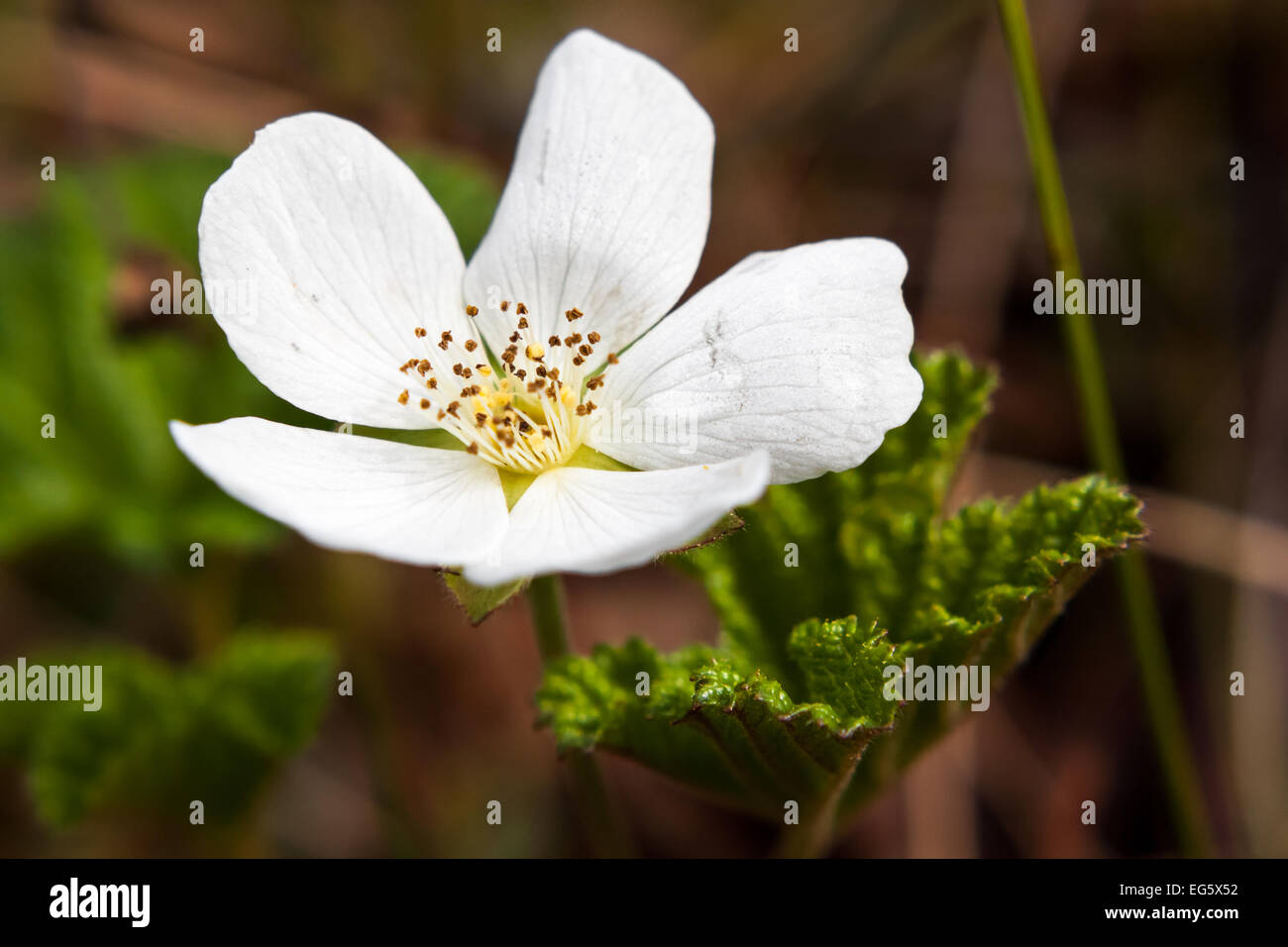 A cloudberry flower Stock Photo