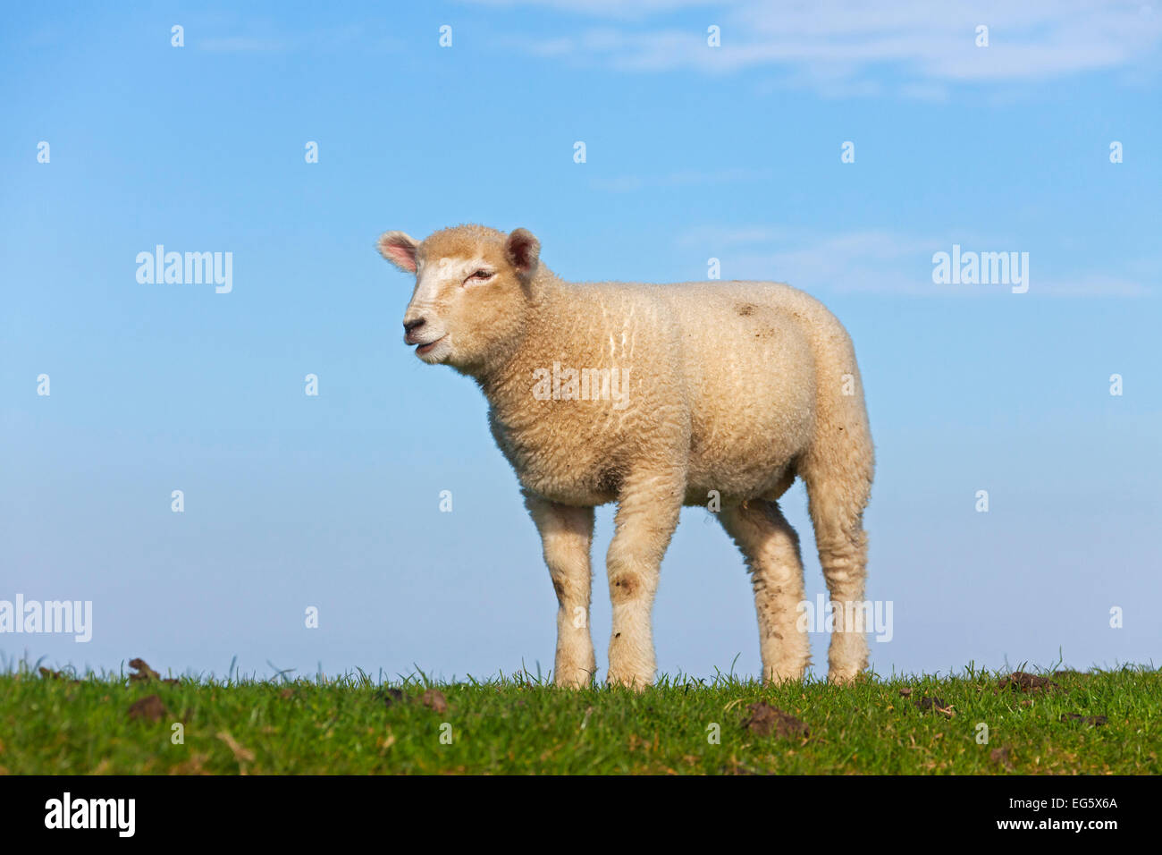 Domestic sheep (Ovis aries) white lamb in meadow against blue sky in spring Stock Photo