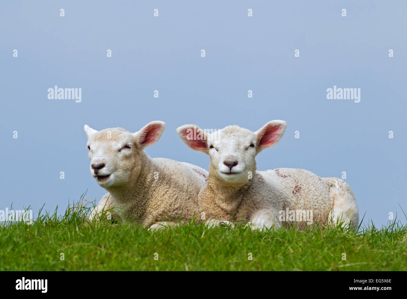 Domestic sheep (Ovis aries), two white lambs lying in meadow in spring Stock Photo