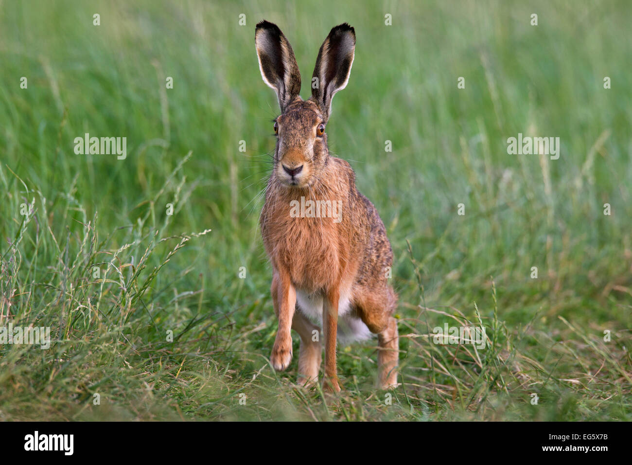 European Brown Hare (Lepus europaeus) in field Stock Photo