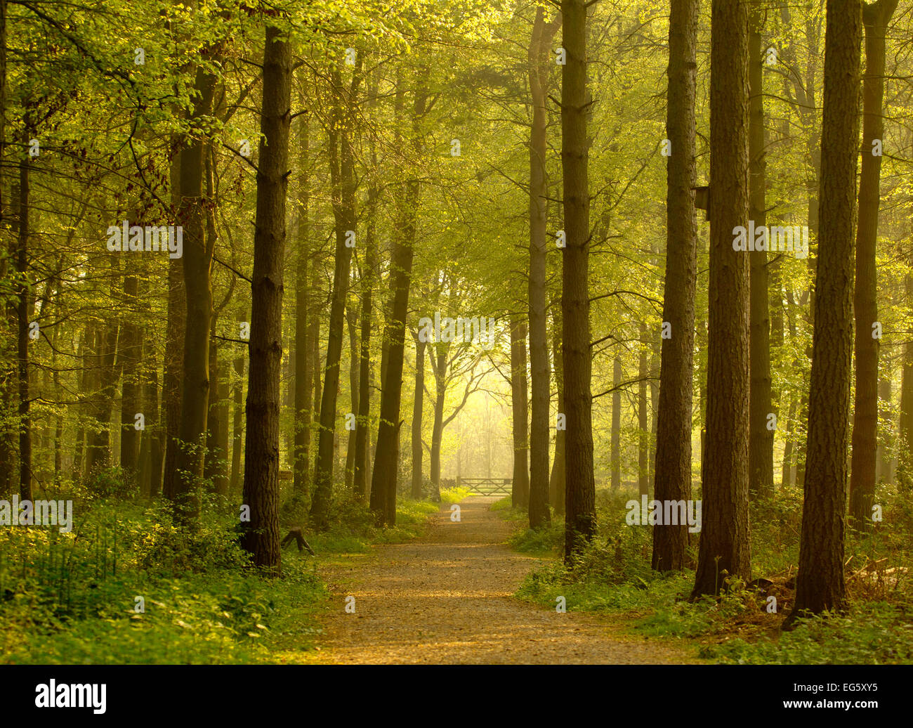 Mixed woodland forest paths hi-res stock photography and images - Alamy
