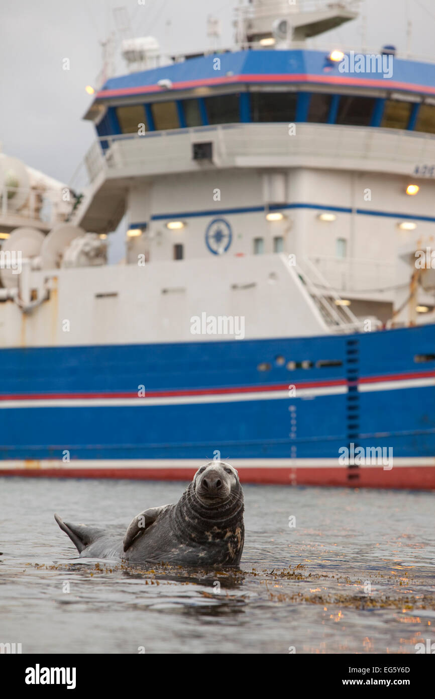Grey seal (Halichoerus grypus) on haul out in fishing harbour with ferry in the background, Shetland Isles, Scotland, UK, June 2 Stock Photo