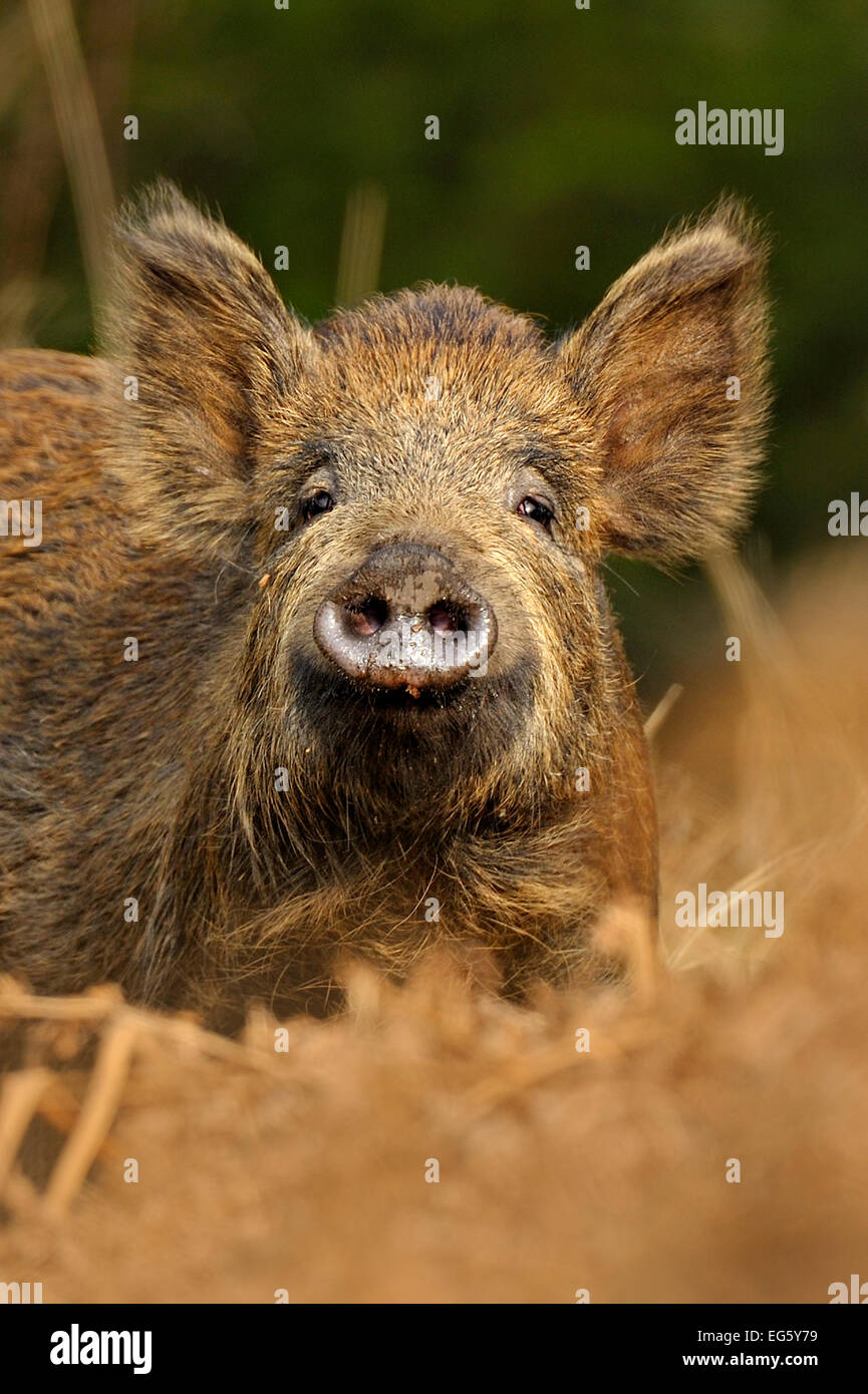 Wild boar (Sus scrofa) female in woodland undergrowth, Forest of Dean, Gloucestershire, UK, March Stock Photo