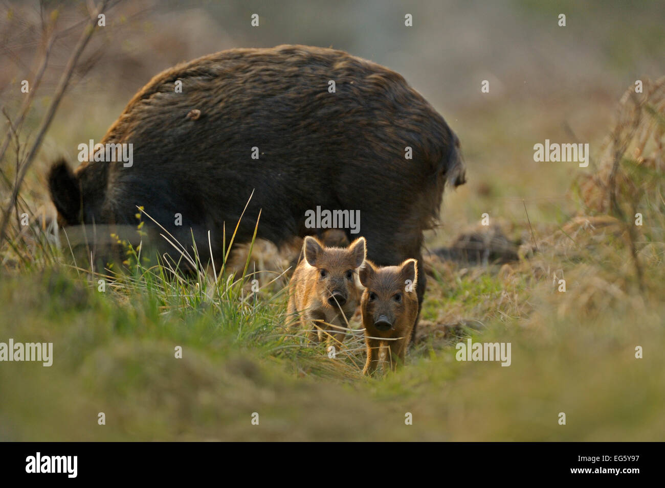 Wild boar (Sus scrofa) female and piglets in forest, Forest of Dean, Gloucestershire, UK, March Stock Photo