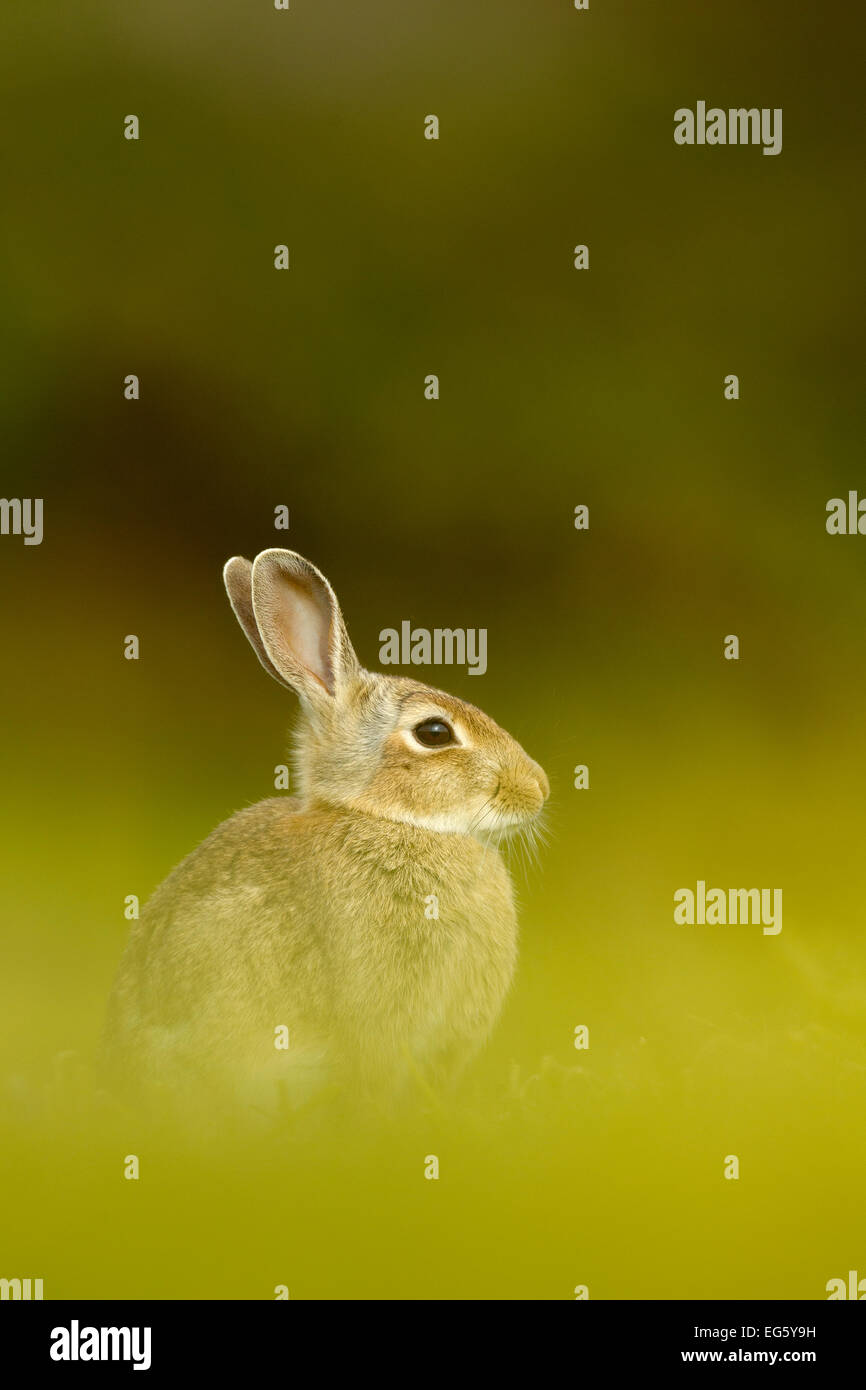 Young European rabbit (Oryctolagus cuniculus) sitting in long grass ...