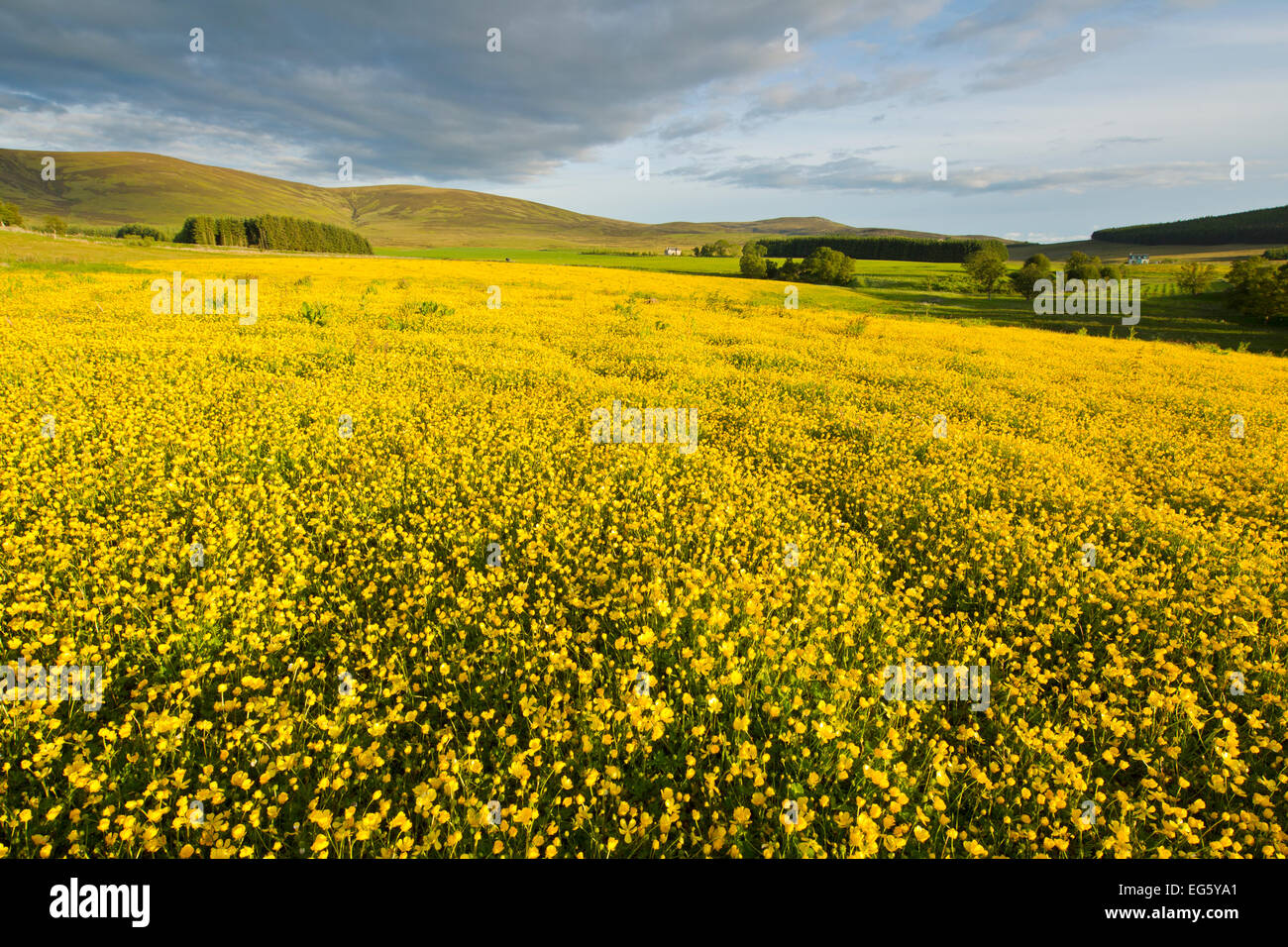 Creeping buttercup (Ranunculus repens) covering an unimproved field, Cromdale, Cairngorms NP, Scotland, UK, June Stock Photo