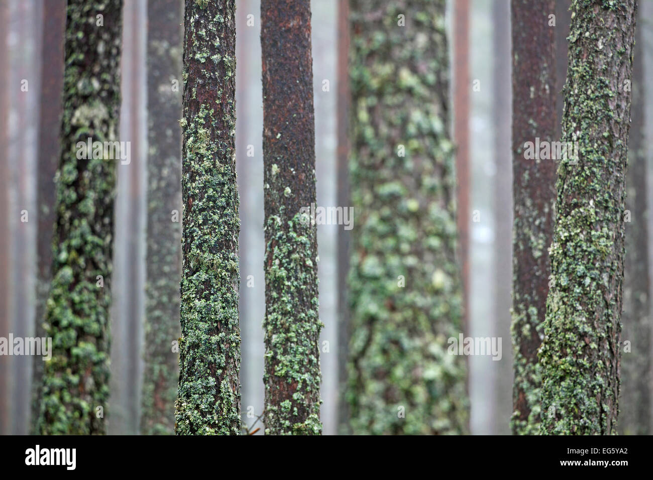 Scots Pine (Pinus sylvestris), tree trunks covered in tube lichen