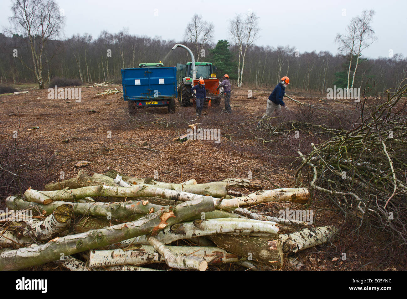 Wardens using chipping machine to dispose of cut birch trees cleared from area for heather regeneration, Minsmere RSPB Reserve, Stock Photo