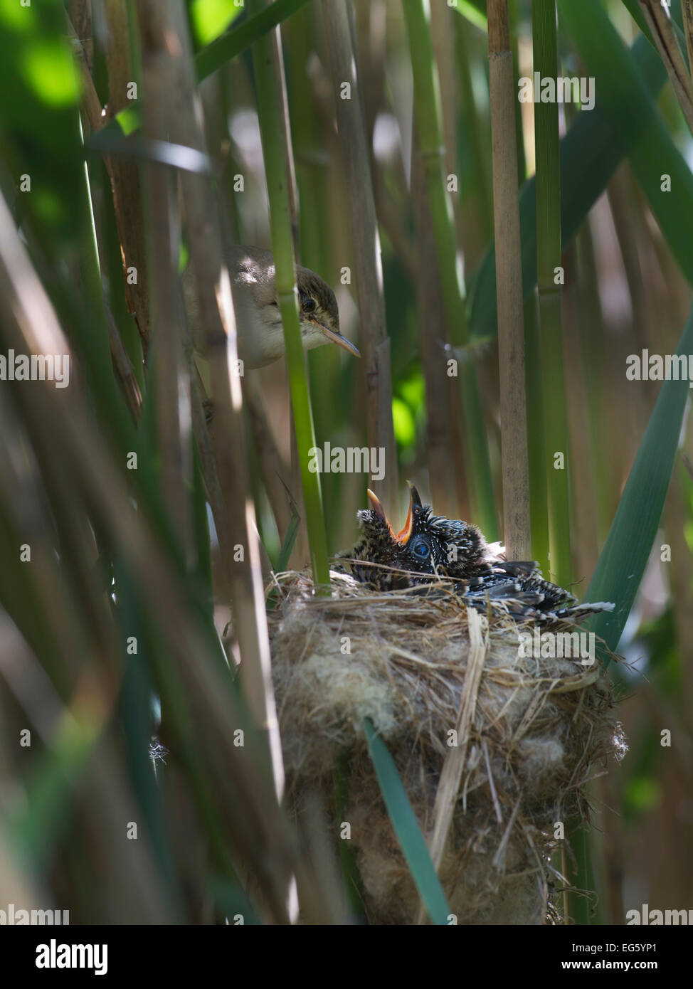 Reed Warbler (Acrocephalus scirpaceus) at nest feeding 12 day Cuckoo chick (Cuculus canorus), Fenland, Norfolk, UK, May Stock Photo
