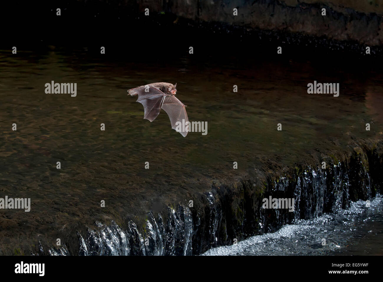 Adult Daubenton's bat (Myotis daubentoni) flying over a weir, England, UK, September. 2020VISION Exhibition. Did you know? This species is know as the 'water bat', and catches insects from the water surface using its webbed tail and feet as a fishing net. Stock Photo