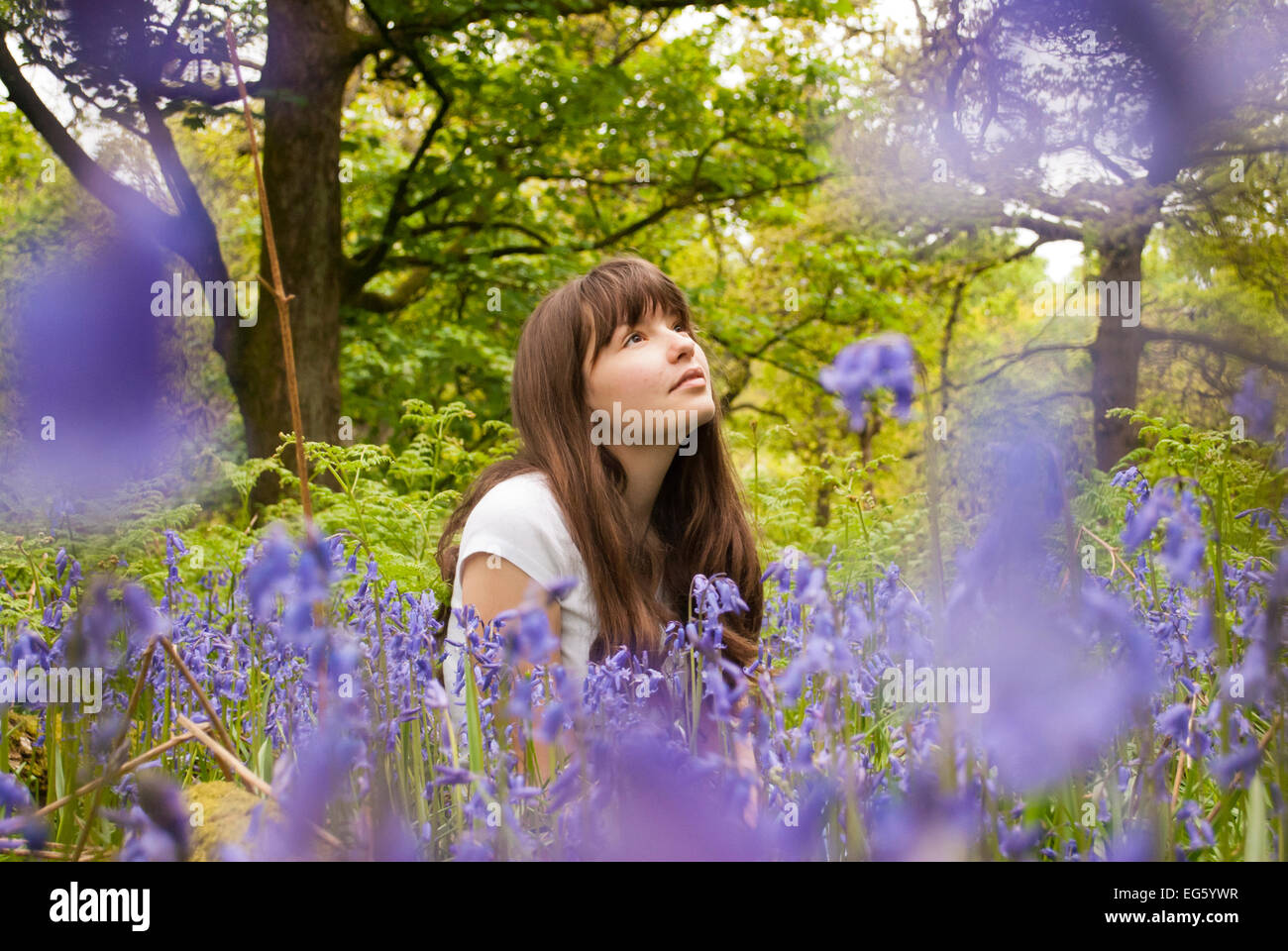 Girl sitting amongst flowering Bluebells (Hyacinthoides non-scripta) in woodland, Cumbernauld Glen, North Lanarkshire, Scotland, UK, May 2011. 2020VISION Exhibition. Stock Photo