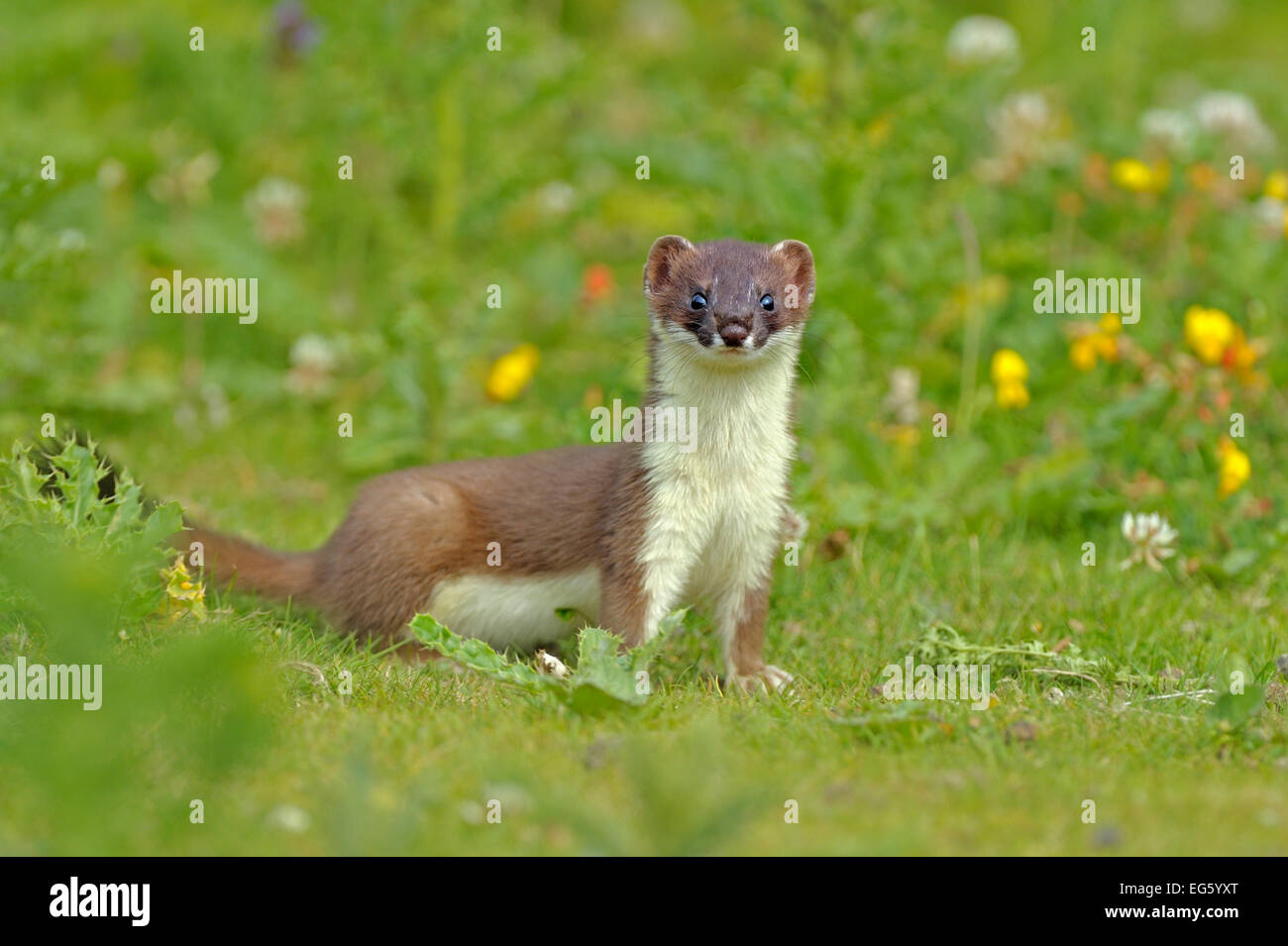 Stoat (Mustela erminea), UK, July. 2020VISION Book Plate. Did you know? There are 37 subspecies of stoat around the world. Stock Photo