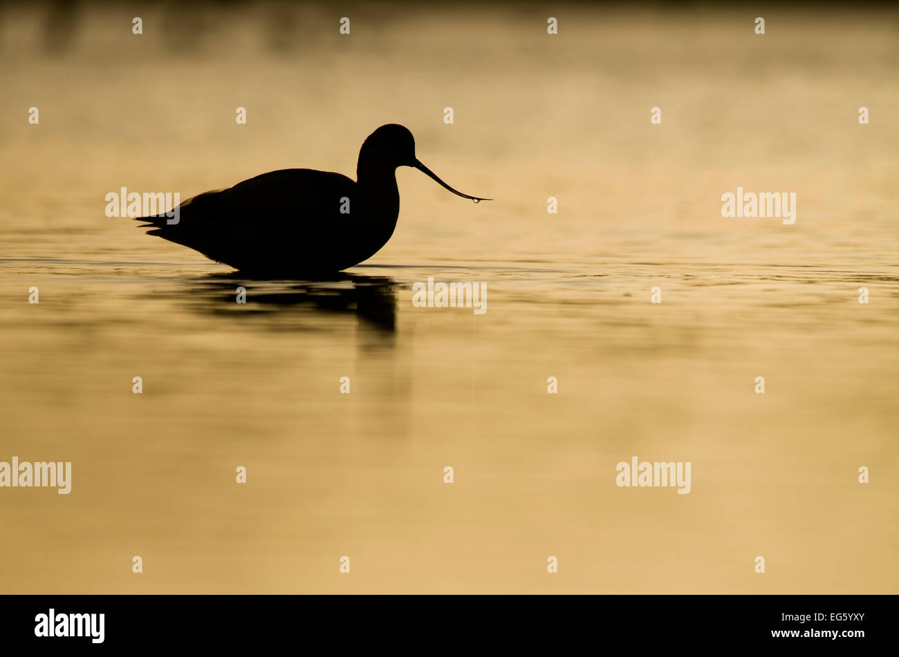 Avocet (Recurvirostra avosetta) silhouetted in water at sunrise, Brownsea Island, Dorset, England, UK, January. 2020VISION Book Plate. Did you know? Avocets went extinct in the UK in 1840, and recolonised the UK over 100 years later. Stock Photo