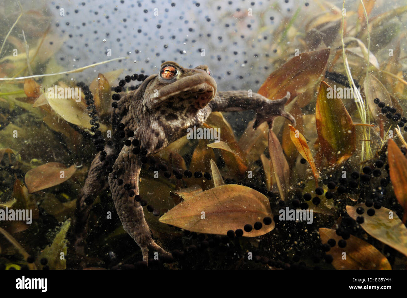 Common toad (Bufo bufo) in a pond, with toad spawn and frogspawn, Coldharbour, Surrey, England, UK, March. 2020VISION Book Plate. Stock Photo