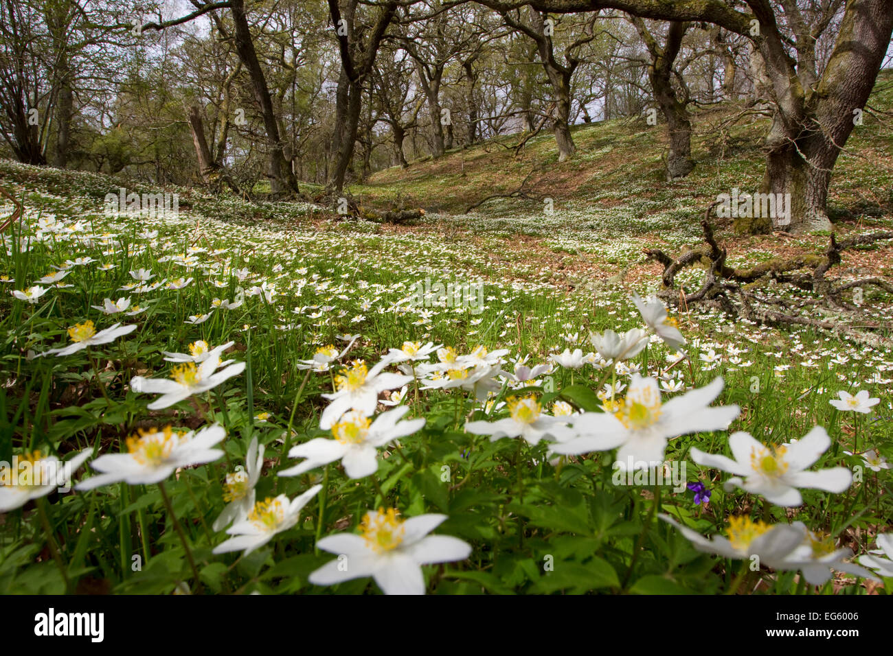 Wood anemones (Anemone nemorosa) growing in profusion on woodland floor, Scotland, UK, May 2010
