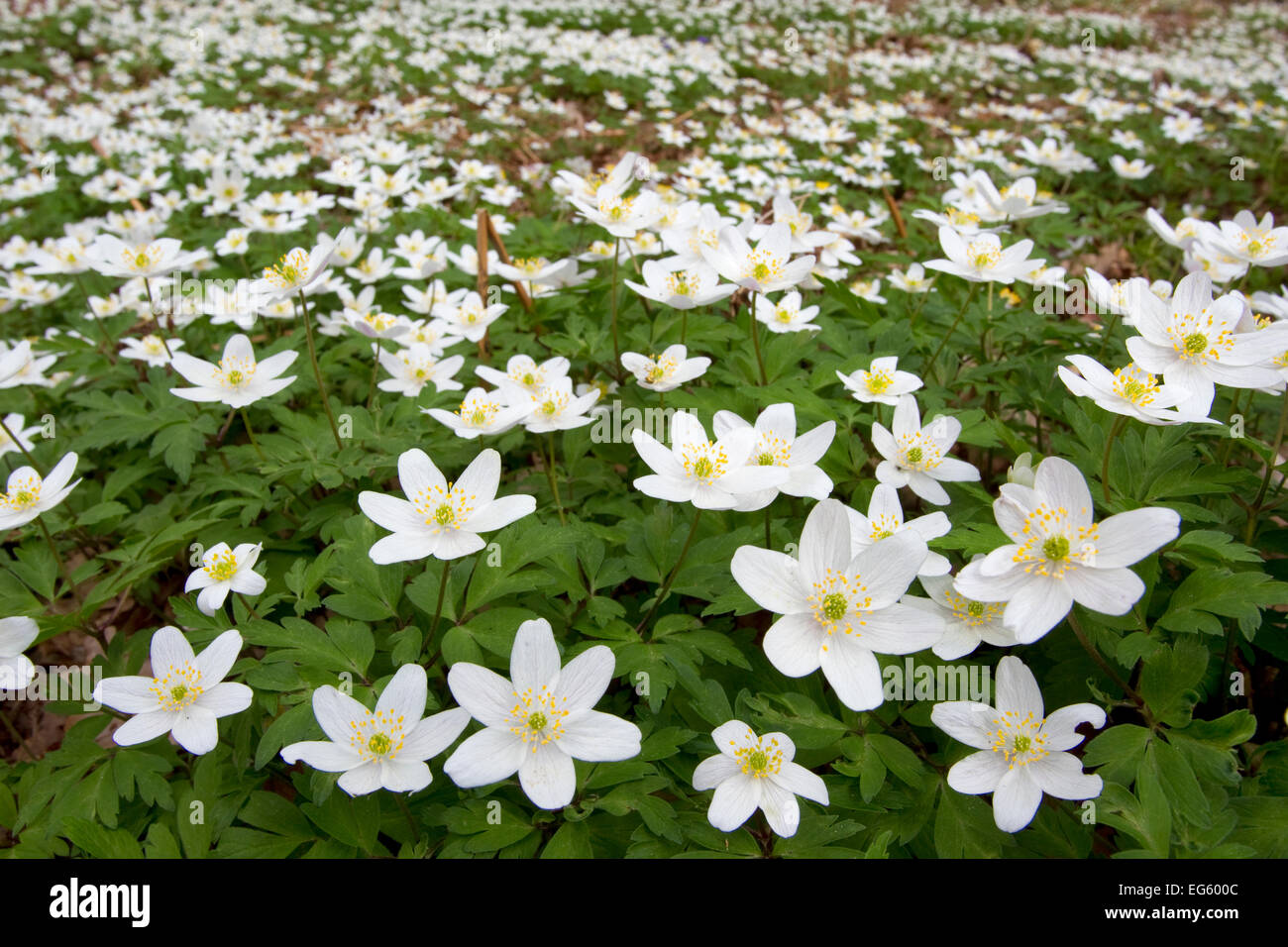 Mass wood anemones anemone nemorosa hires stock photography and images