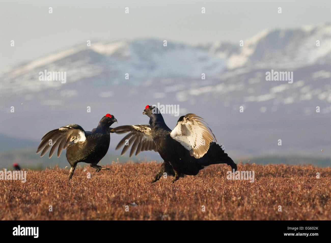 Black grouse (Tetrao tetrix) two males fighting at lek site with mountains in the background, Cairngorms National Park, Grampian Stock Photo