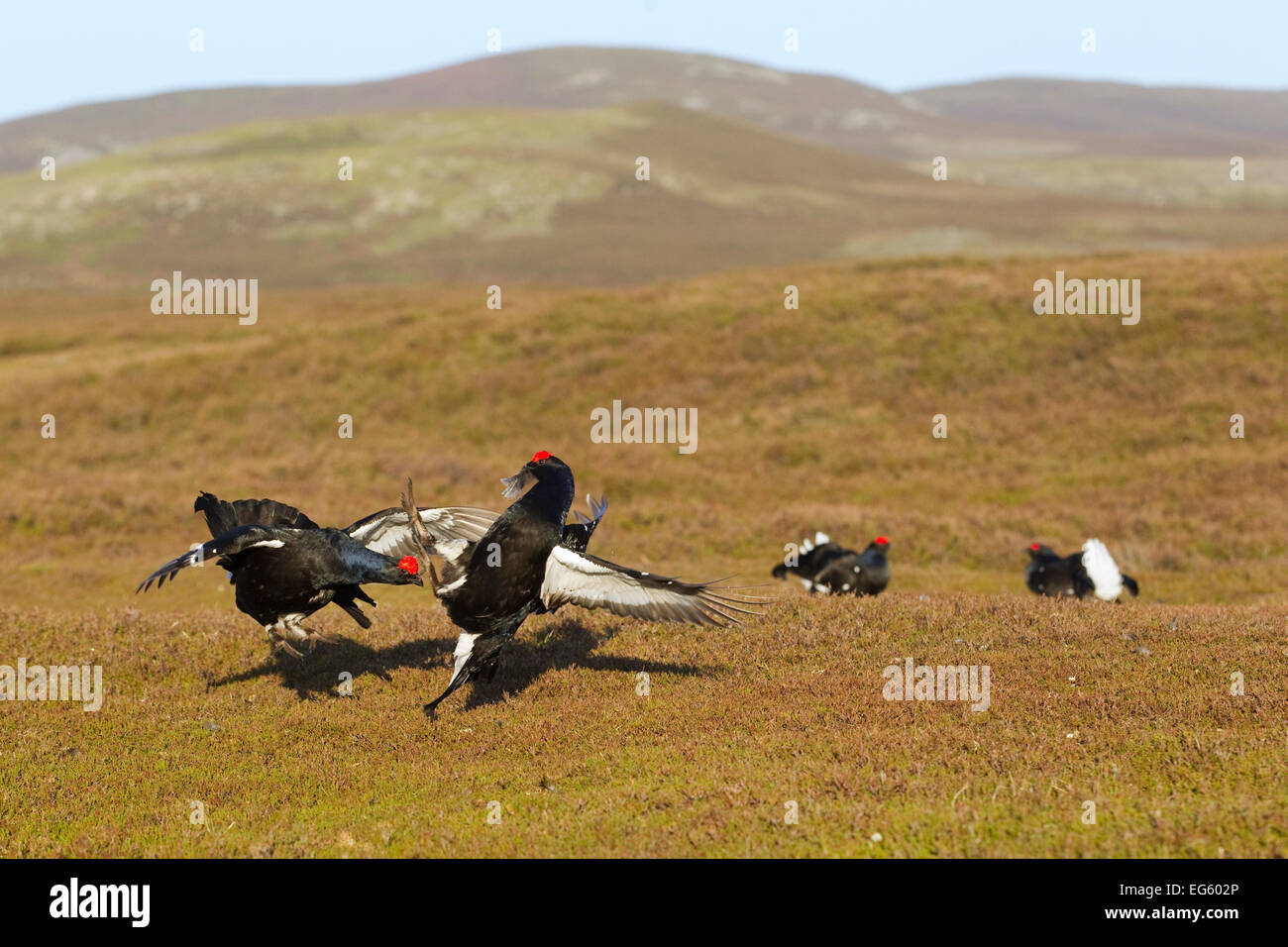 Black grouse (Tetrao tetrix) males fighting at lek site, Cairngorms National Park, Grampian, Scotland, UK, April Stock Photo